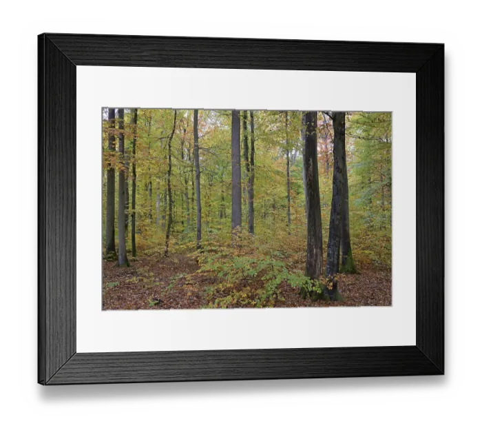 Framed Print : View into the deciduous forest