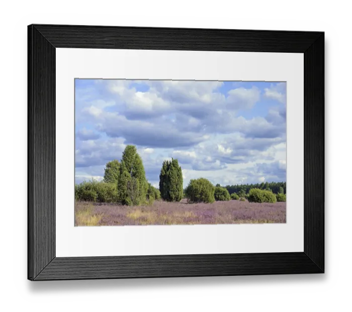 Framed Print : Heathland, juniper forest Schmarbeck