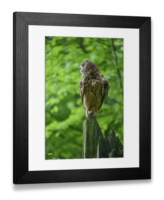 Framed Print : Eurasian eagle-owl (Bubo bubo)