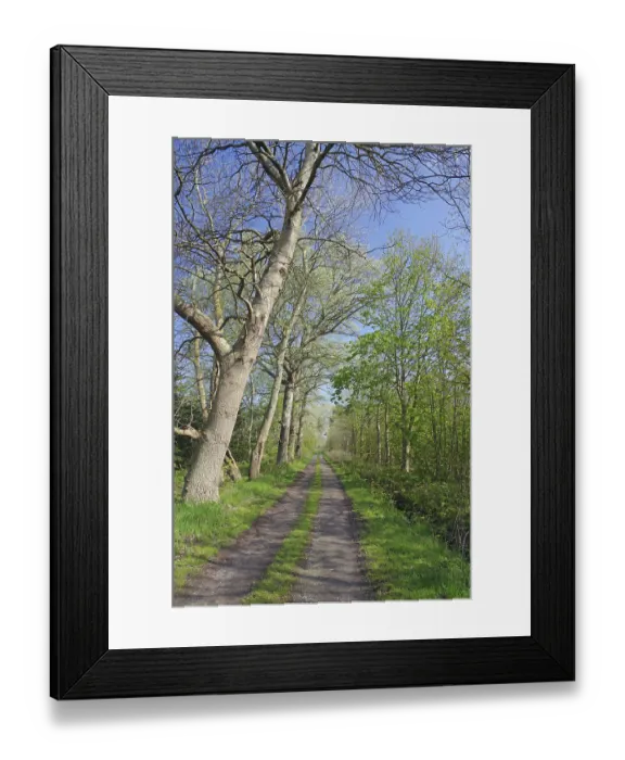 Framed Print : Narrow, unpaved path leads through spring forest Framed Print : Narrow, unpaved path leads through spring forest