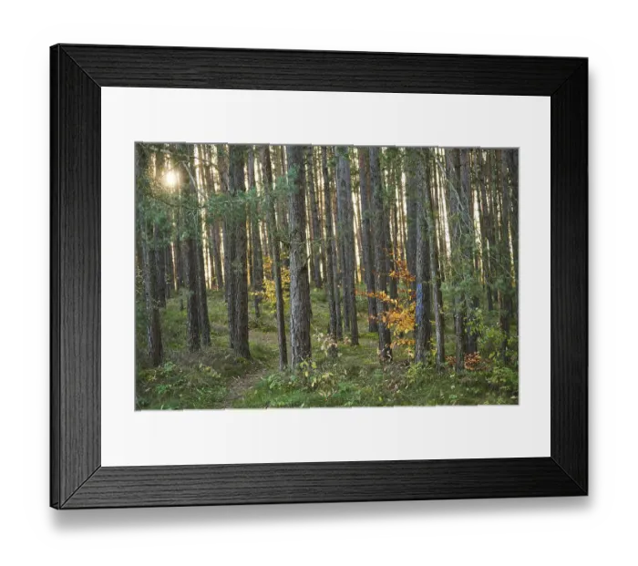 Framed Print : Yellow autumn tree with Tree trunks of the Scots pine (Pinus sylvestris) in the forest