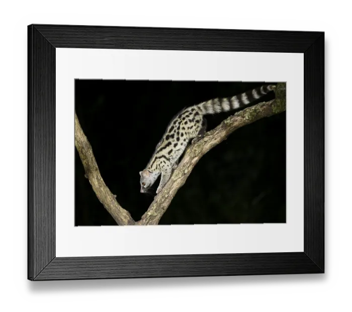 Framed Print : Common genet (Genetta genetta)