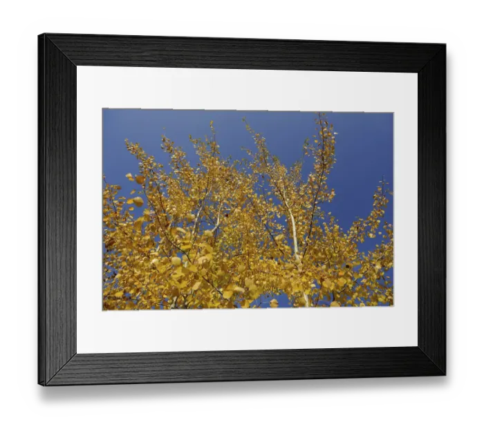 Framed Print : View of bright yellow leaves in autumn