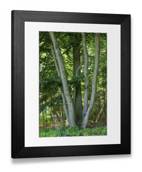 Framed Print : Tree, Forest, Sieversen, Rosengarten