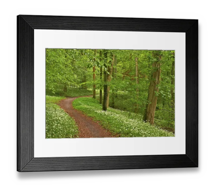 Framed Print : Hiking trail through Common beeches forest (Fagus sylvatica)