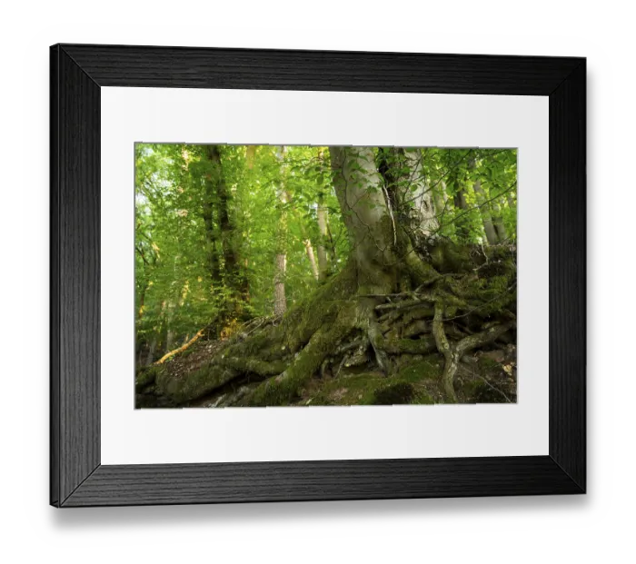 Framed Print : Trunk and root system of a Beech in a mixed forest