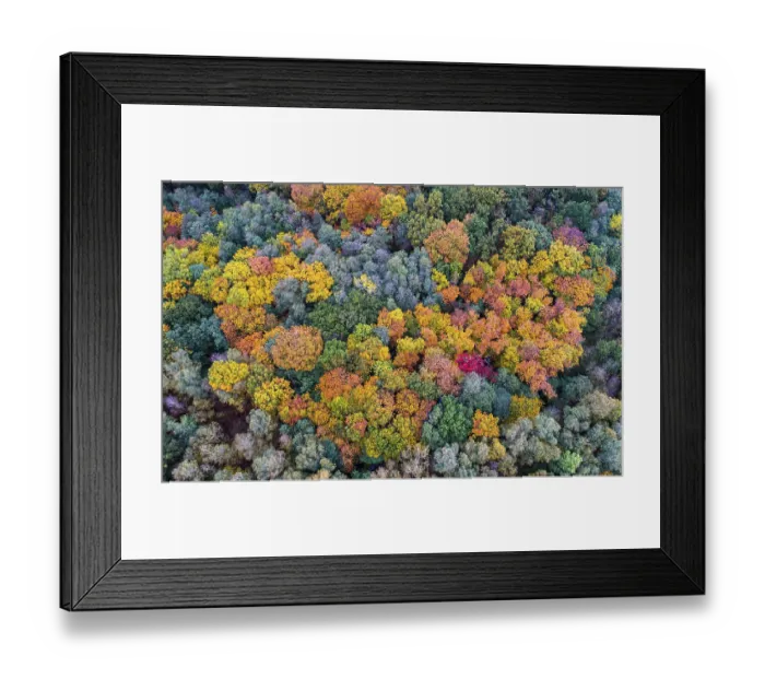 Framed Print : Mixed forest in autumn, colouring