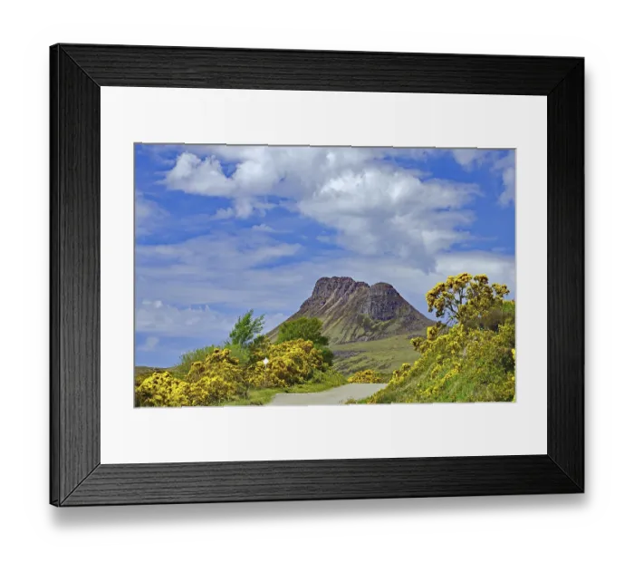 Framed Print : Flowering gorse in intense colours in front of a high mountain