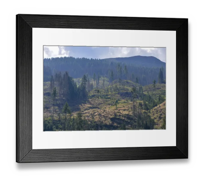 Framed Print : Forest dieback in the Alps, caused by a bark beetle plague