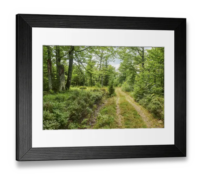 Framed Print : Hiking trail to Mount Lusen in late summer