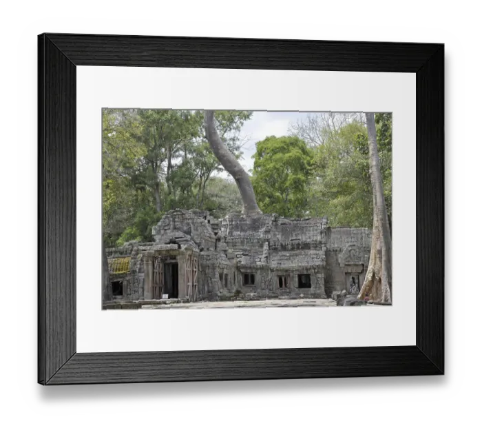 Framed Print : Tetrameles tree (Tetrameles nudiflora)