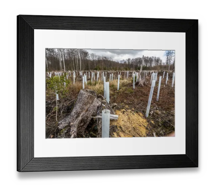 Framed Print : Reforestation in the Arnsberg Forest near Ruethen-Nettelstaedt