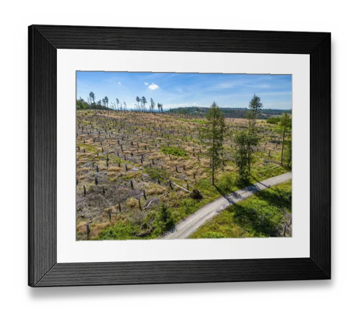 Framed Print : Cleared forest in the Eggegebirge