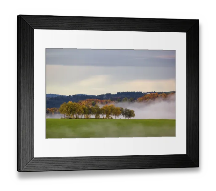 Framed Print : Trees and forests in the early morning mist