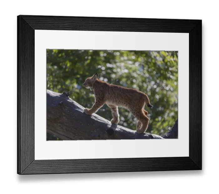 Framed Print : One Eurasian lynx, (Lynx lynx)