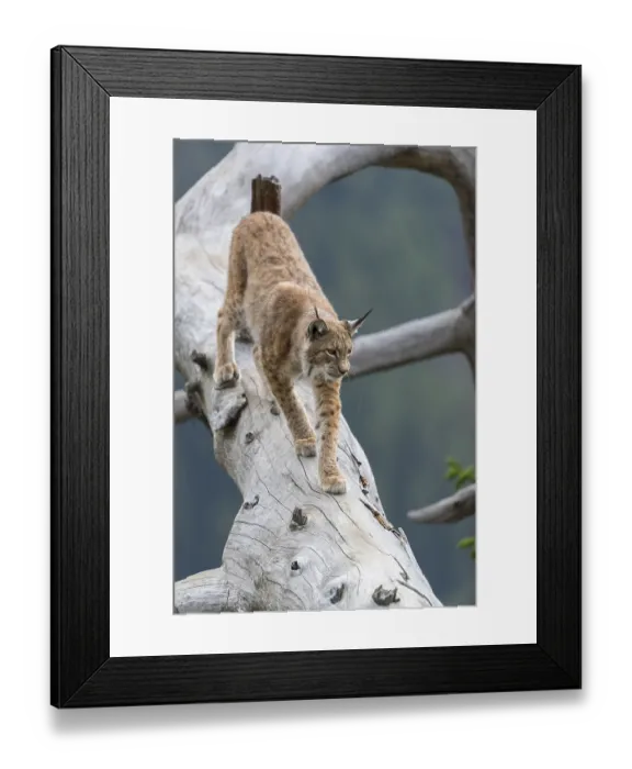 Framed Print : One Eurasian lynx, (Lynx lynx) Framed Print : One Eurasian lynx, (Lynx lynx)