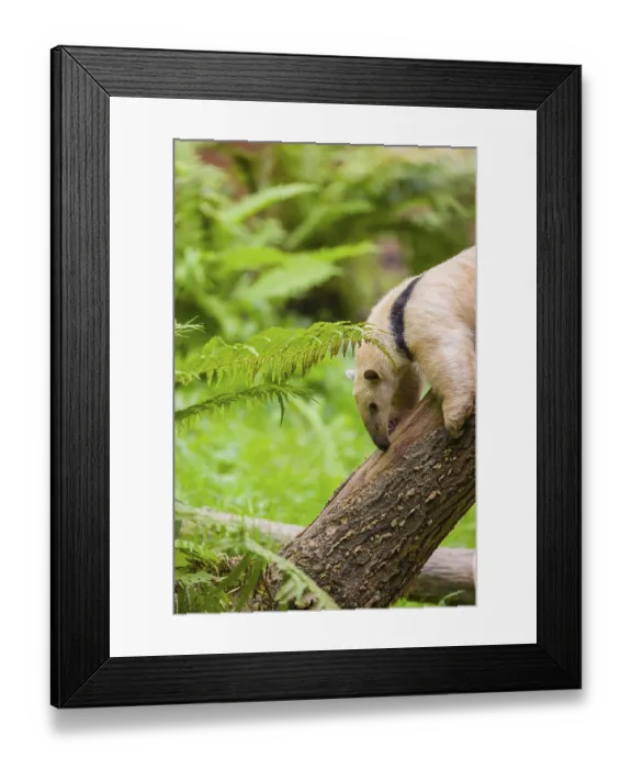 Framed Print : One southern tamandua (Tamandua tetradactyla)