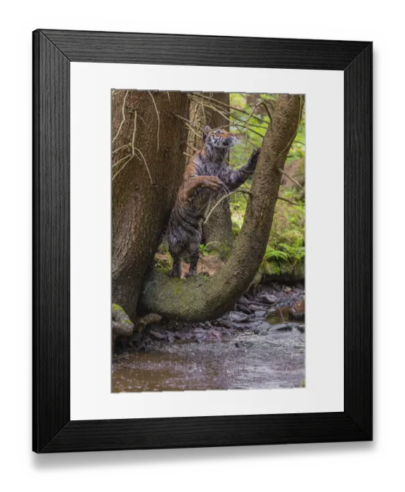 Framed Print : One young female Siberian Tiger