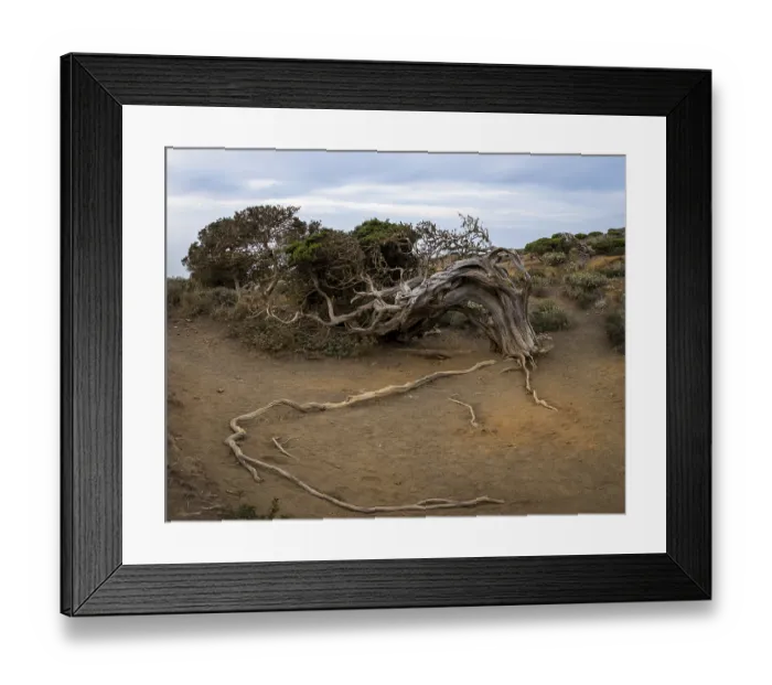 Framed Print : Juniper tree, at sunset, El Sabinar