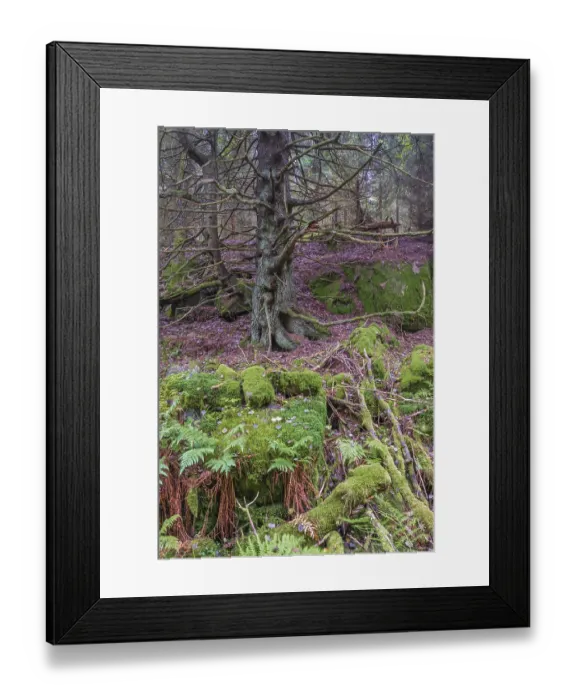 Framed Print : Old growth forest with fern and green moss by a old spruce tree