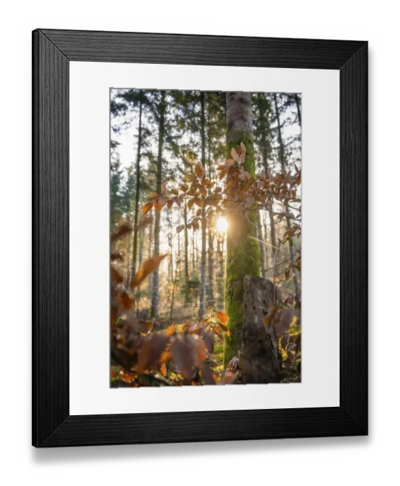 Framed Print : The setting sun shines through a forest and creates a warm play of light on a tree trunk Framed Print : The setting sun shines through a forest and creates a warm play of light on a tree trunk