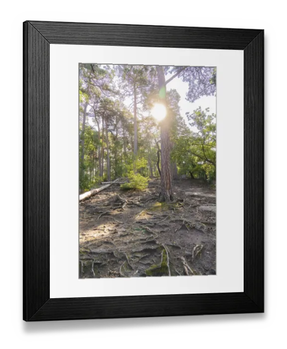 Framed Print : Light-flooded forest with tree trunks and rooted forest floor Framed Print : Light-flooded forest with tree trunks and rooted forest floor