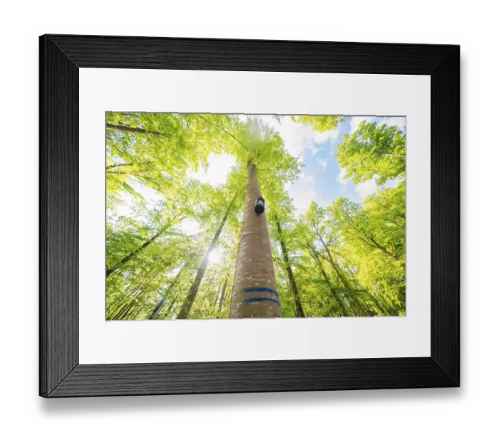 Framed Print : A tall tree reaches the radiant sky with its crown