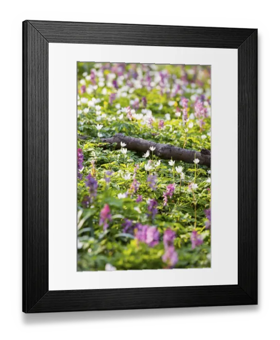 Framed Print : Larkspur (Corydalis) and wood anemone (Anemone nemorosa) in bloom