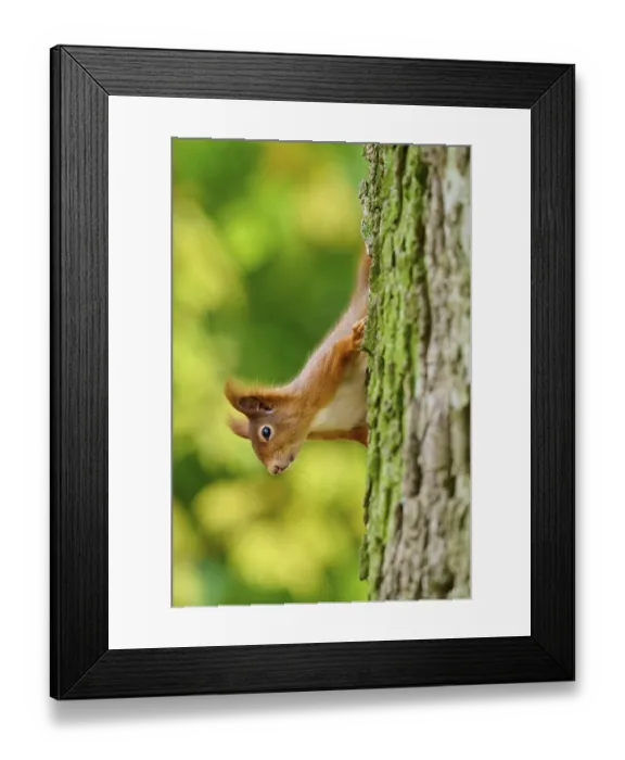 Framed Print : Eurasian squirrel (Sciurus vulgaris)