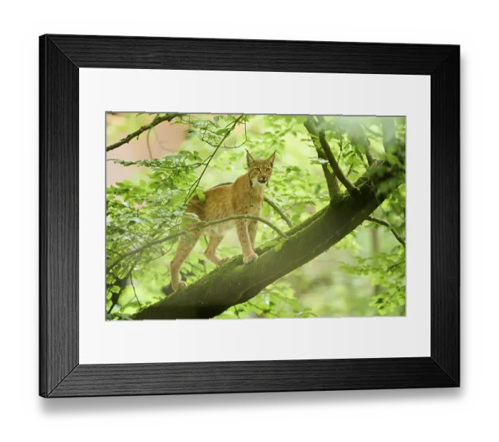 Framed Print : Eurasian lynx (Lynx lynx) standing on a tree in a forest