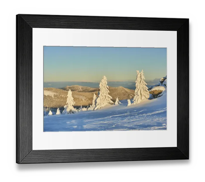 Framed Print : Frozen norway spruce or European spruce (Picea abies) tree at sunrise on mount Arber
