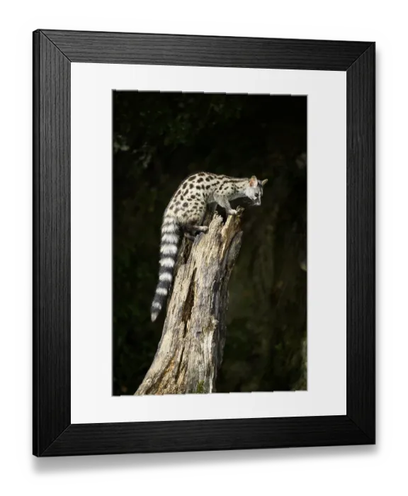 Framed Print : Common genet (Genetta genetta)