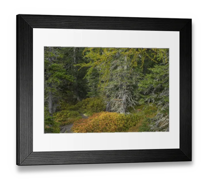 Framed Print : View of an autumnal virgin forest with small ponds Framed Print : View of an autumnal virgin forest with small ponds