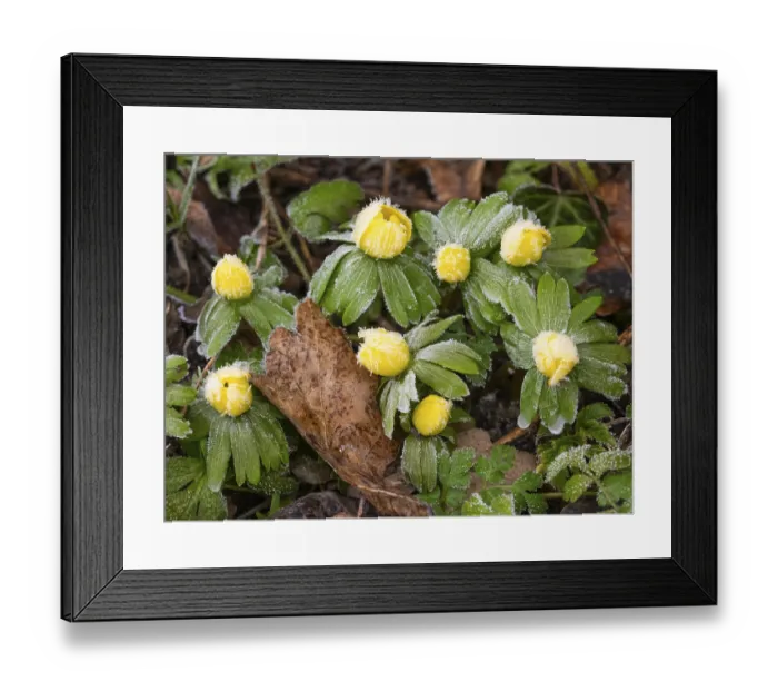 Framed Print : Winter Aconite (Erauthis hyemalis)