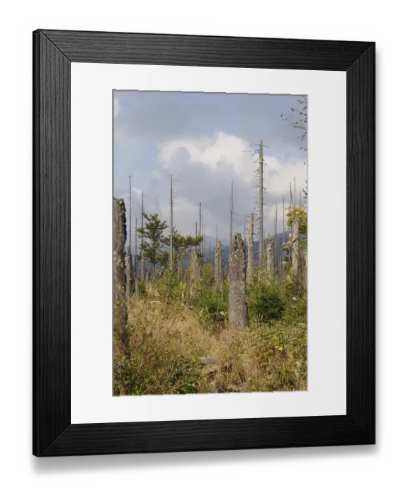 Framed Print : Dead trees in an autumnal landscape against a mountain backdrop