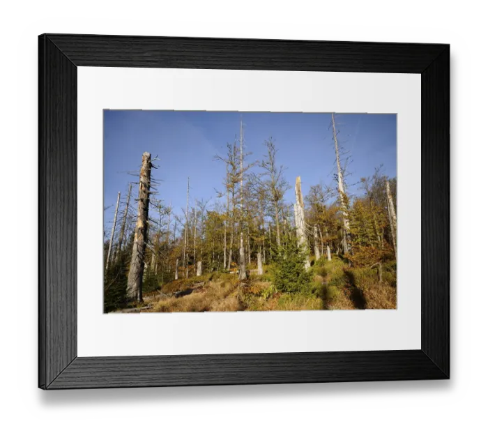 Framed Print : Dead trees and autumn vegetation under a clear sky