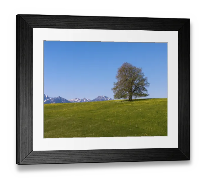 Framed Print : Single tree on a green meadow in front of snow-covered mountains under a clear sky