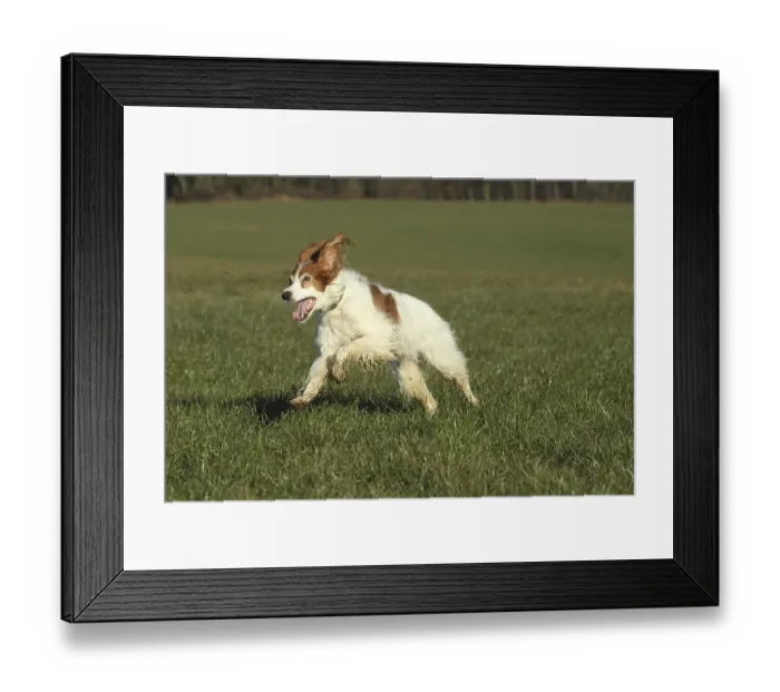 Framed Print : Hunting dog Irish Setter, Allgaeu Framed Print : Hunting dog Irish Setter, Allgaeu
