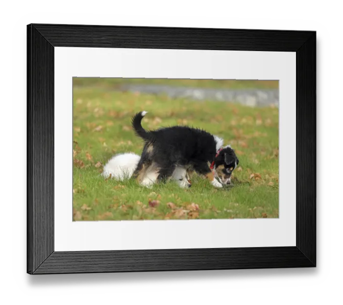 Framed Print : Golden Retriever and Australian Shepherd