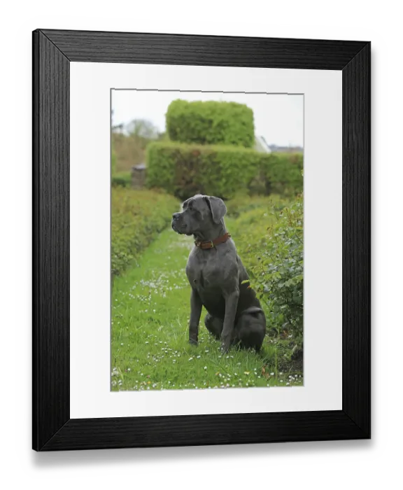Framed Print : Cane Corso Italiano Framed Print : Cane Corso Italiano