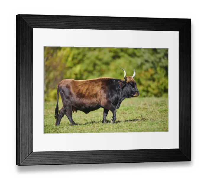 Framed Print : Aurochs (Bos primigenius) standing on a meadow in autumn Framed Print : Aurochs (Bos primigenius) standing on a meadow in autumn
