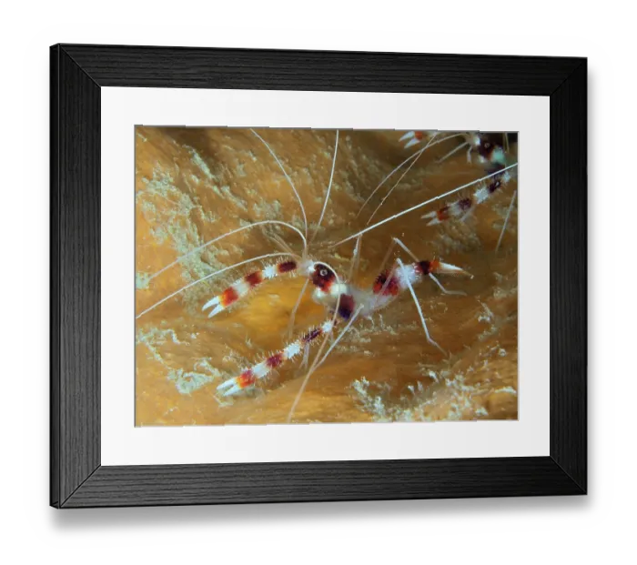 Framed Print : Banded coral shrimp (Stenopus hispidus) Framed Print : Banded coral shrimp (Stenopus hispidus)