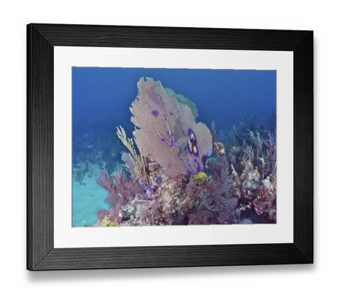 Framed Print : A large gorgonian, Common sea fan (Gorgonia ventalina)
