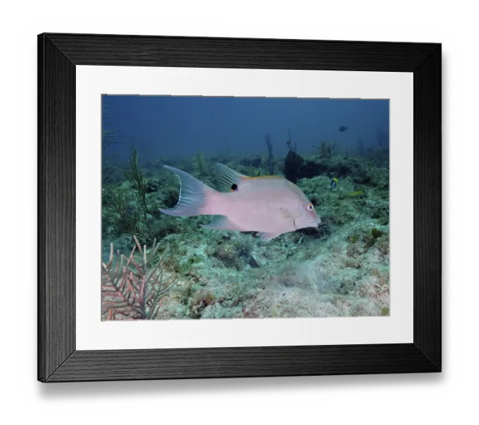 Framed Print : Hogfish (Lachnolaimus maximus) swimming in a coral reef