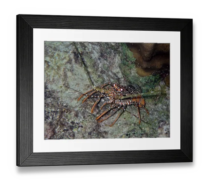 Framed Print : Guinea chick crayfish (Panulirus guttatus) crawls over a rock in the sea