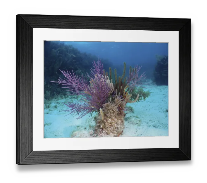 Framed Print : Living corals in different colours Framed Print : Living corals in different colours
