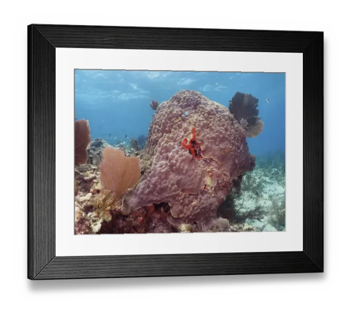 Framed Print : A large mountainous star coral (Orbicella faveolata) in an underwater landscape with bright colours
