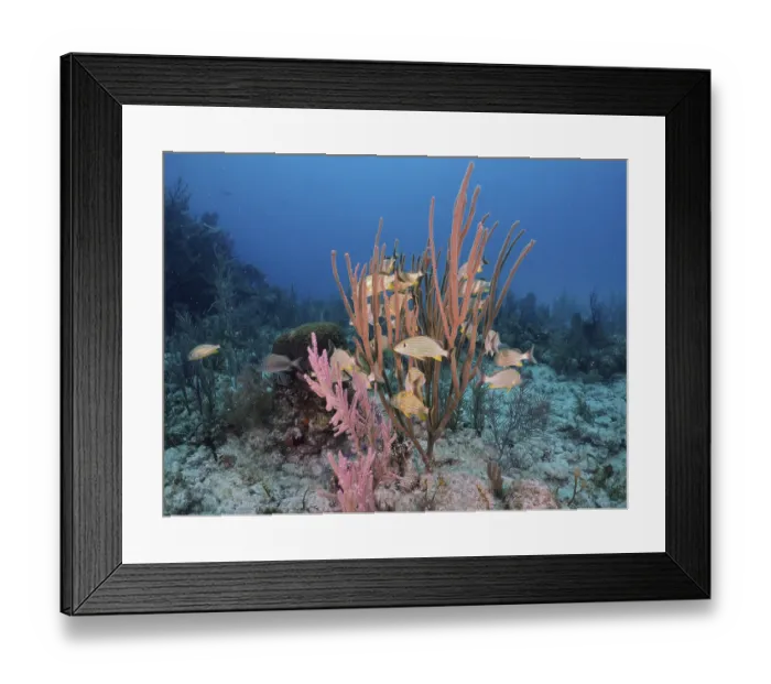 Framed Print : A school of bluestriped grunts (Haemulon sciurus) swimming among colourful corals