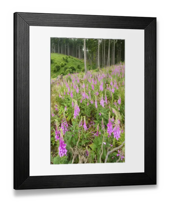 Framed Print : Clear cutting in a spruce forest