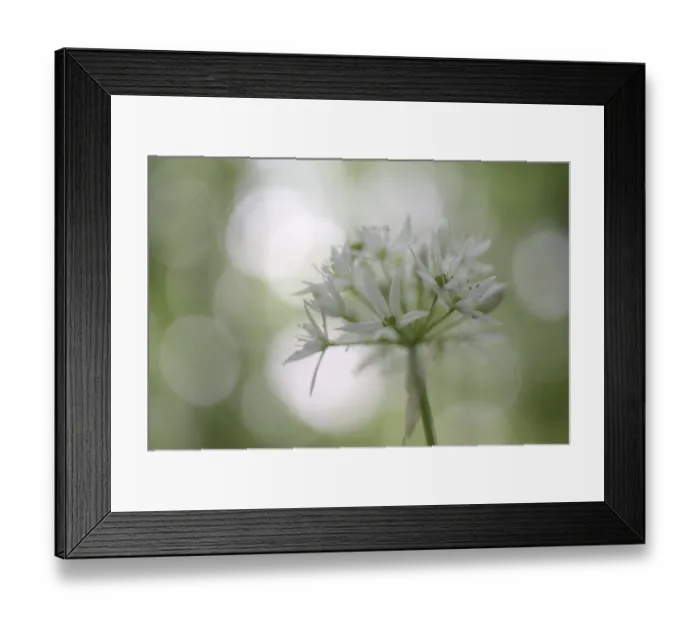Framed Print : Ramson (Allium ursinum), single blossom